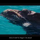 Southern Right Whale