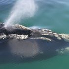 Southern Right Whale