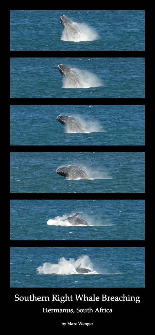 Southern Right Whale Breaching - Hermanus, South Africa