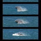 Southern Right Whale Breaching - Hermanus, South Africa