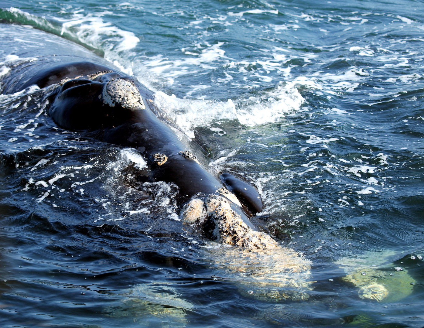 southern right whale