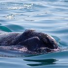 Southern Right Whale, Peninsula Valdés, Argentina