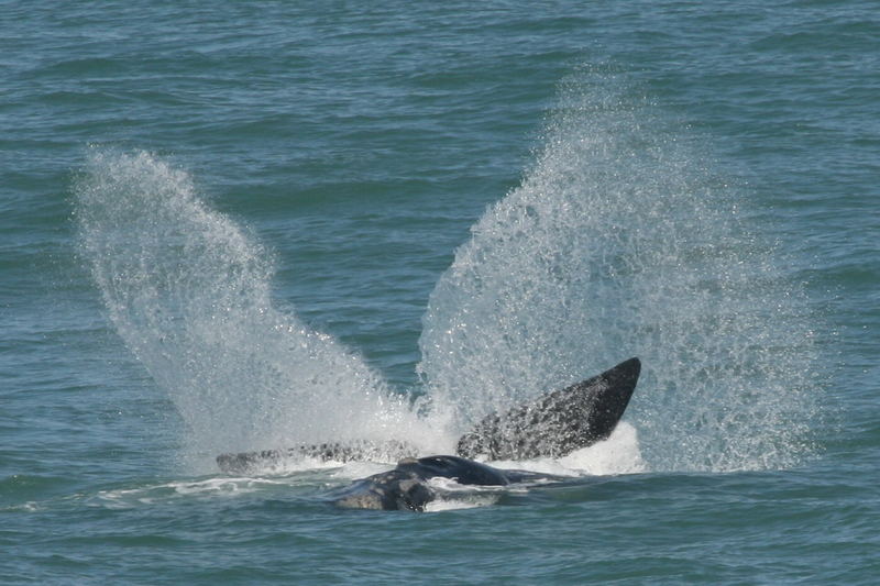 Southern Right Whale - South Africa