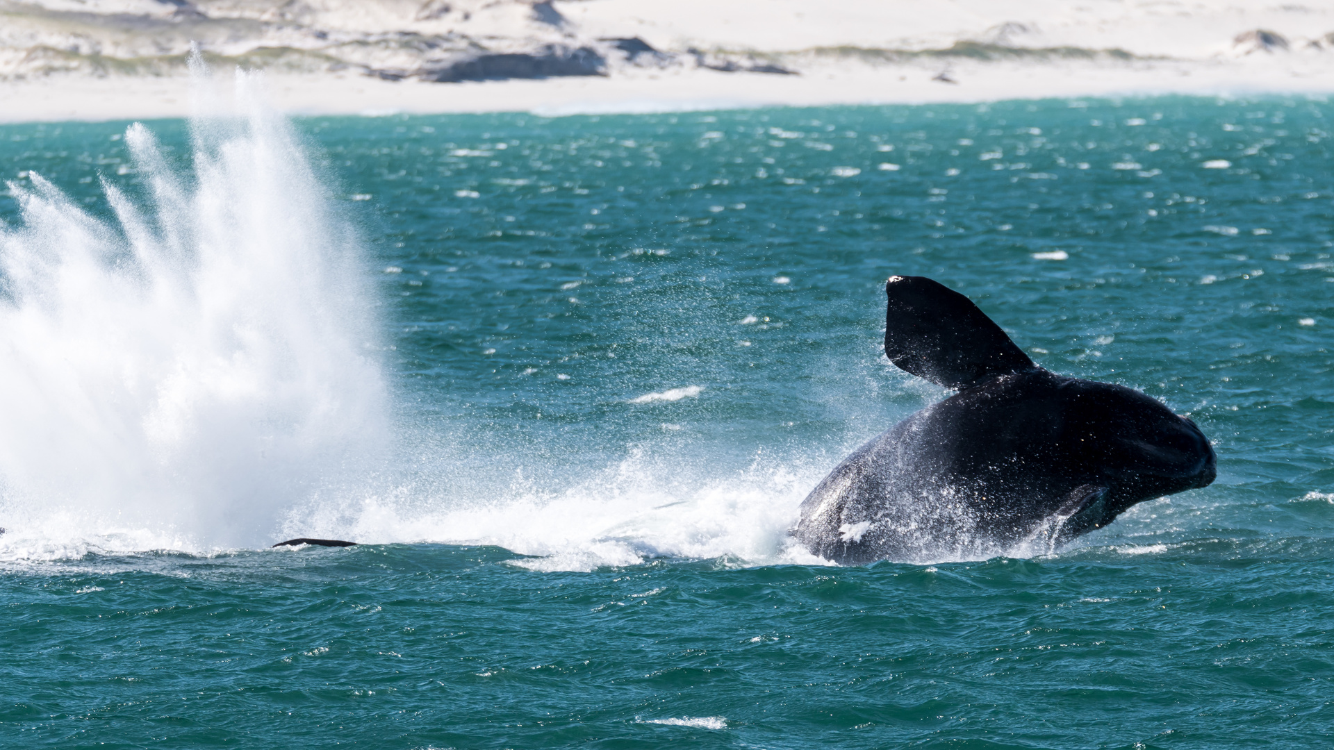 Southern Right Whale, Wale