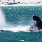 Southern Right Whale, Wale