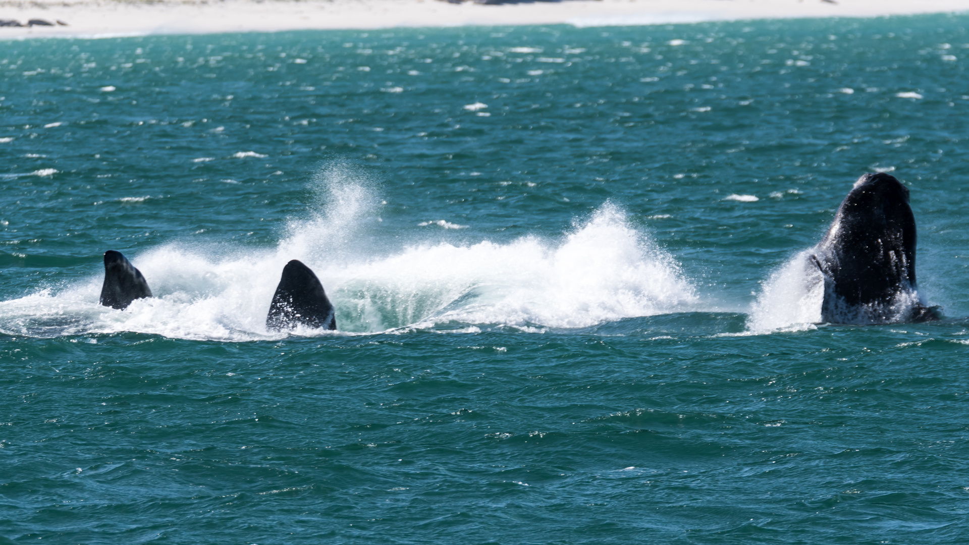 Southern Right Whale, Wale