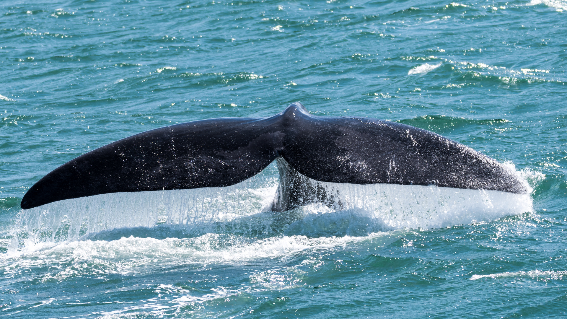 Southern Right Whale; Wale