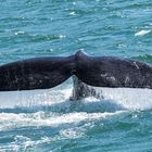 Southern Right Whale; Wale