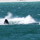 Southern Right Whale, Wale