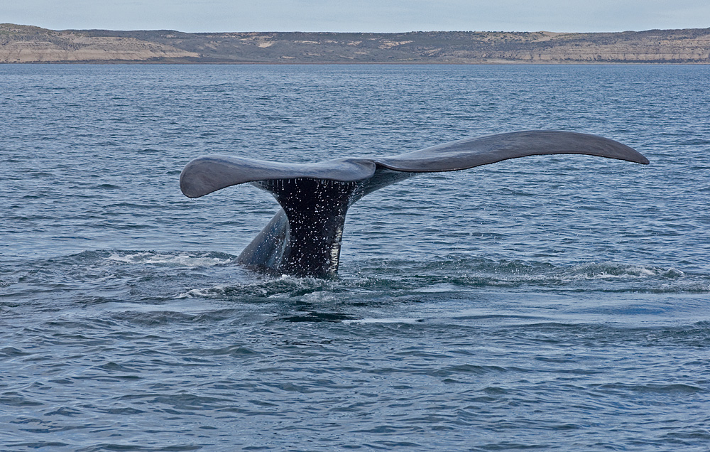 Southern Rightwhale zeigt was er hat! :-)