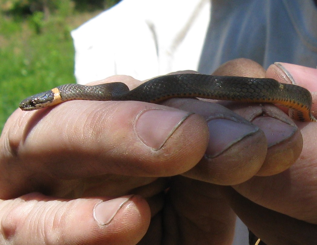 Southern Ring Necked Snake