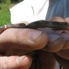 Southern Ring Necked Snake