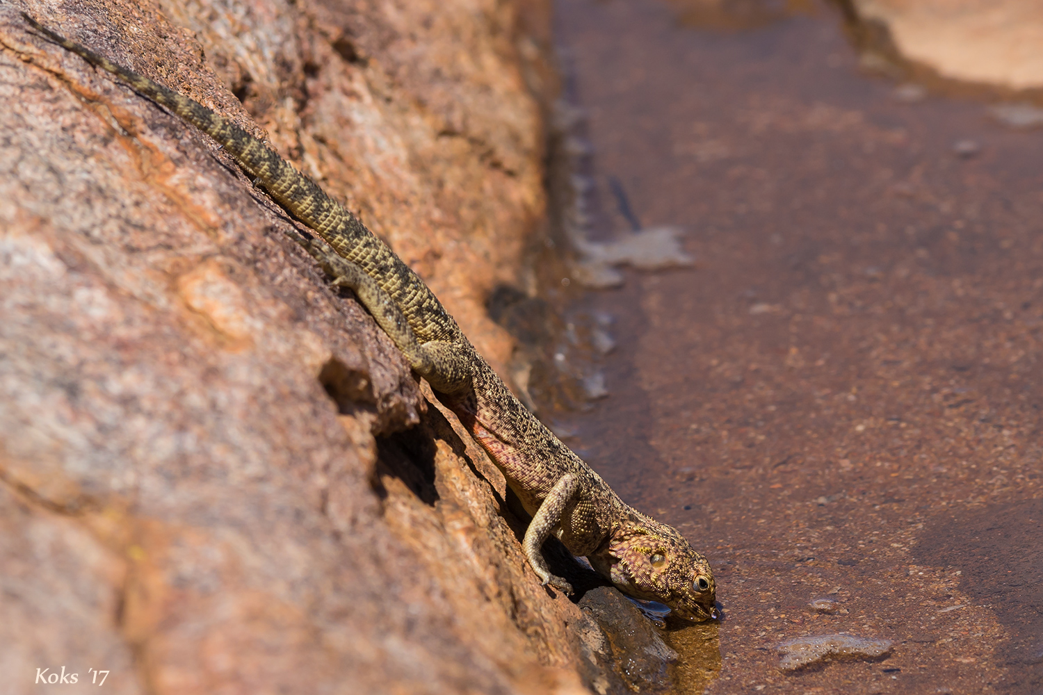 Southern rock agama
