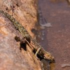 Southern rock agama