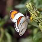 Southern Round-winged Orange Tip - Colotis euippe omphale