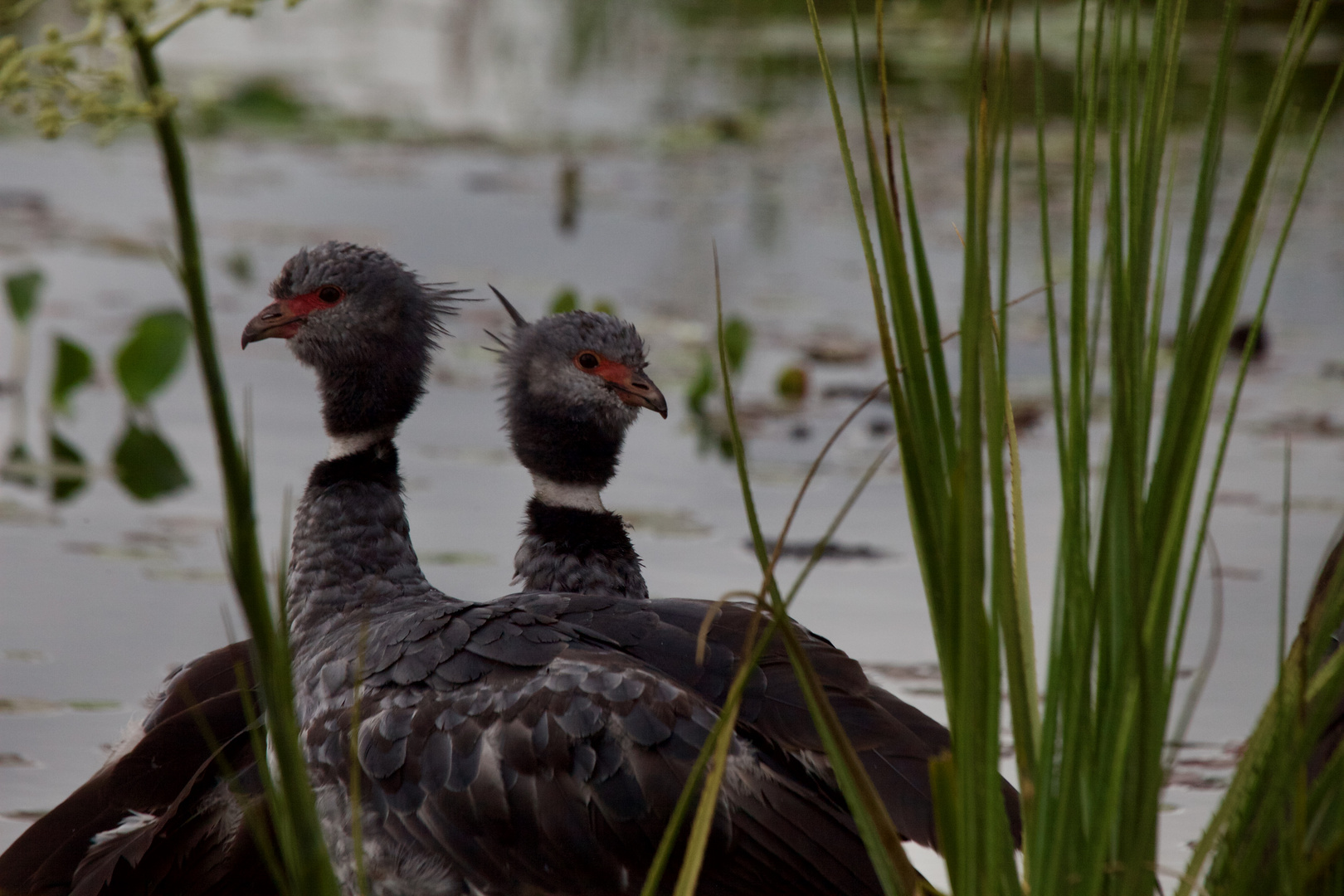 Southern Screamer (III)