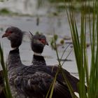 Southern Screamer (III)