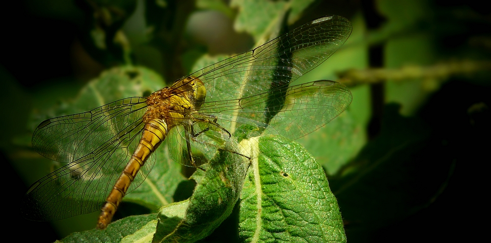 Southern Skimmer