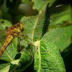 Southern Skimmer