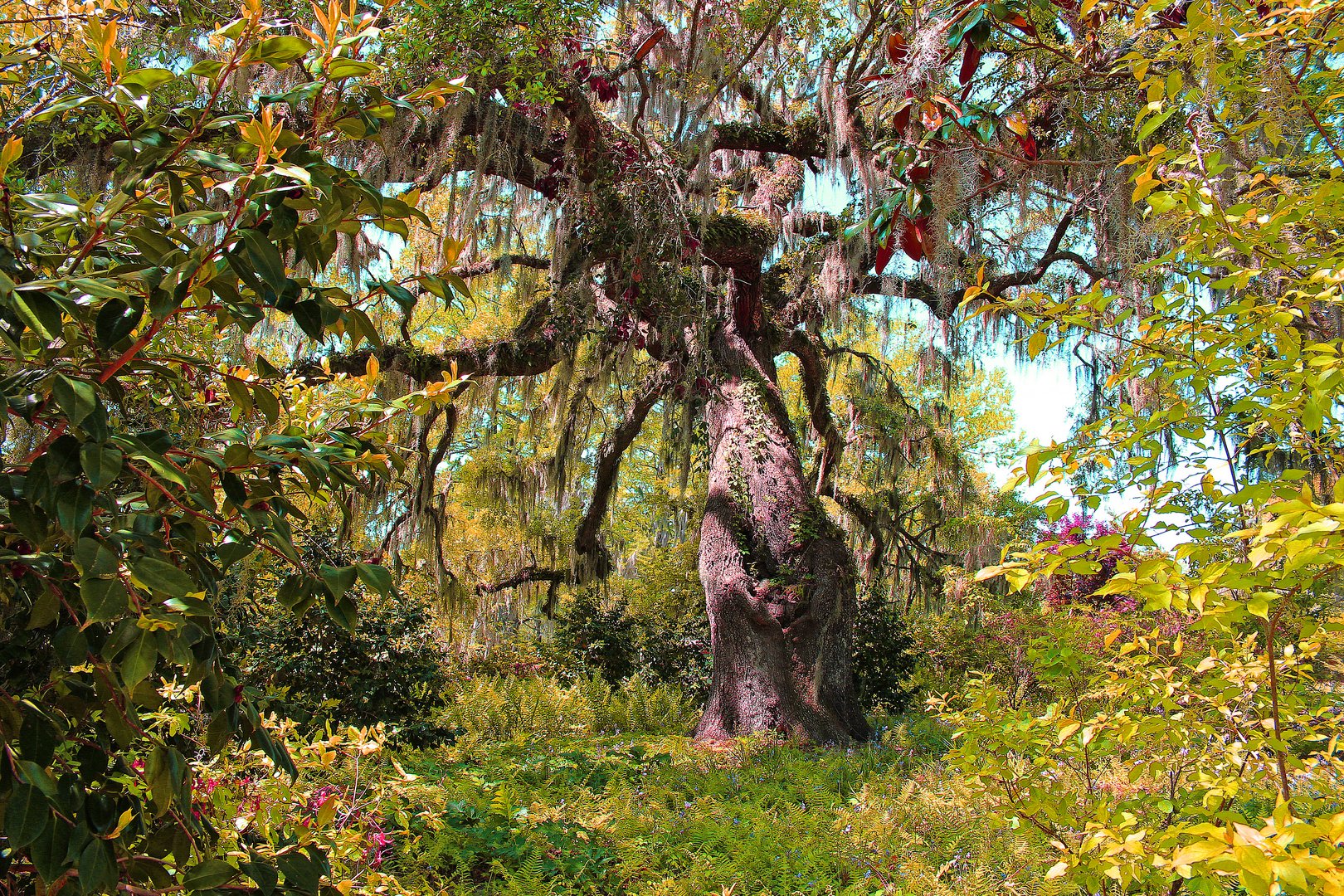 Southern Tree, Brookgreen Gardens