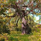 Southern Tree, Brookgreen Gardens