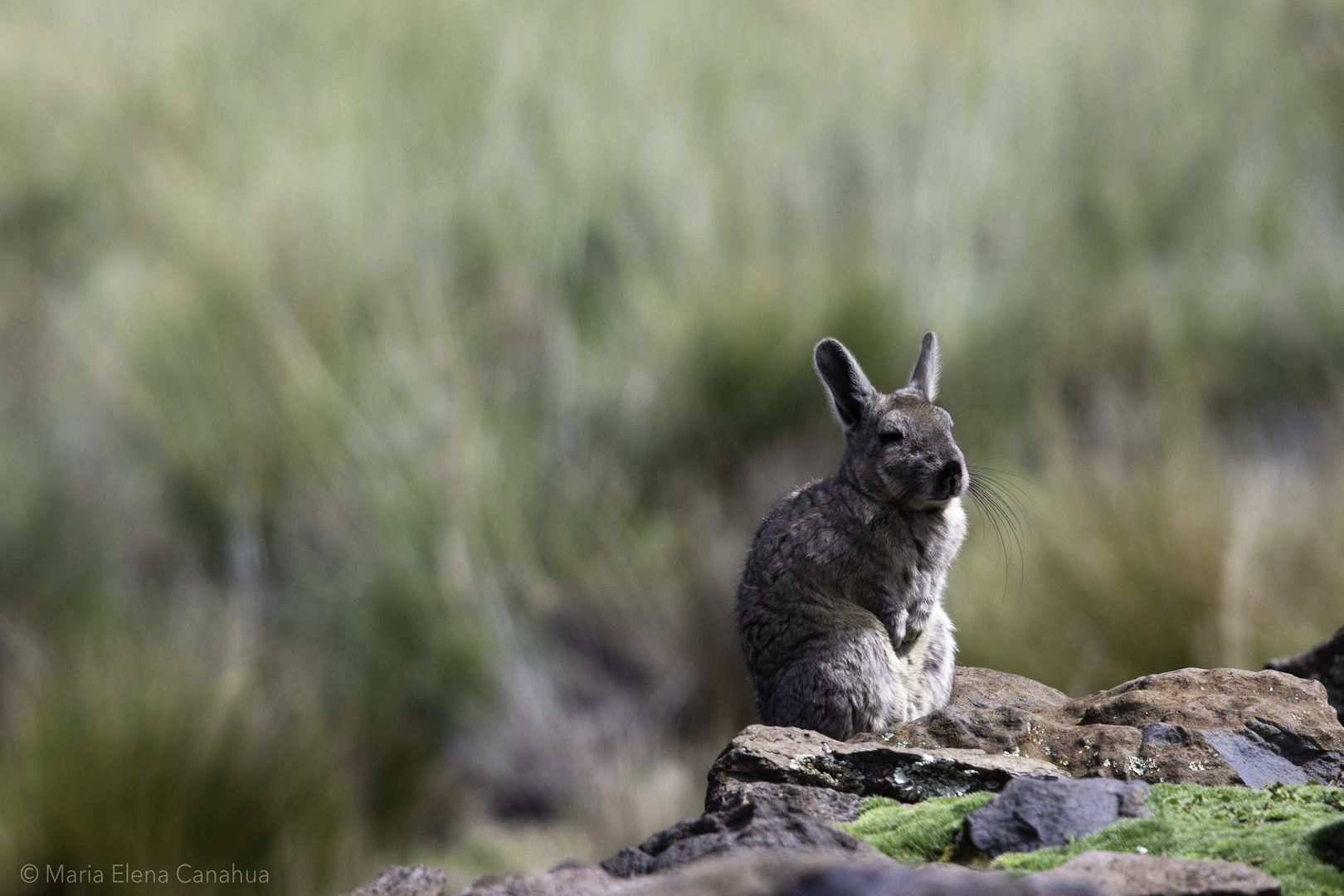 Southern Viscacha Pradera