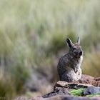 Southern Viscacha Pradera