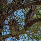 Southern White-faced Scops Owl