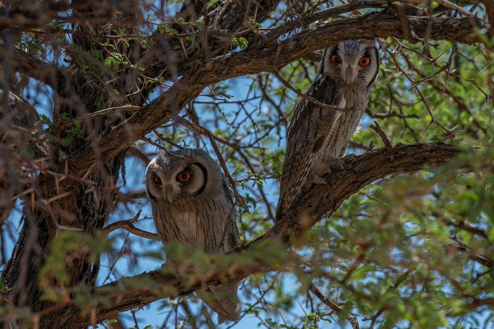 Southern White-faced Scops Owl