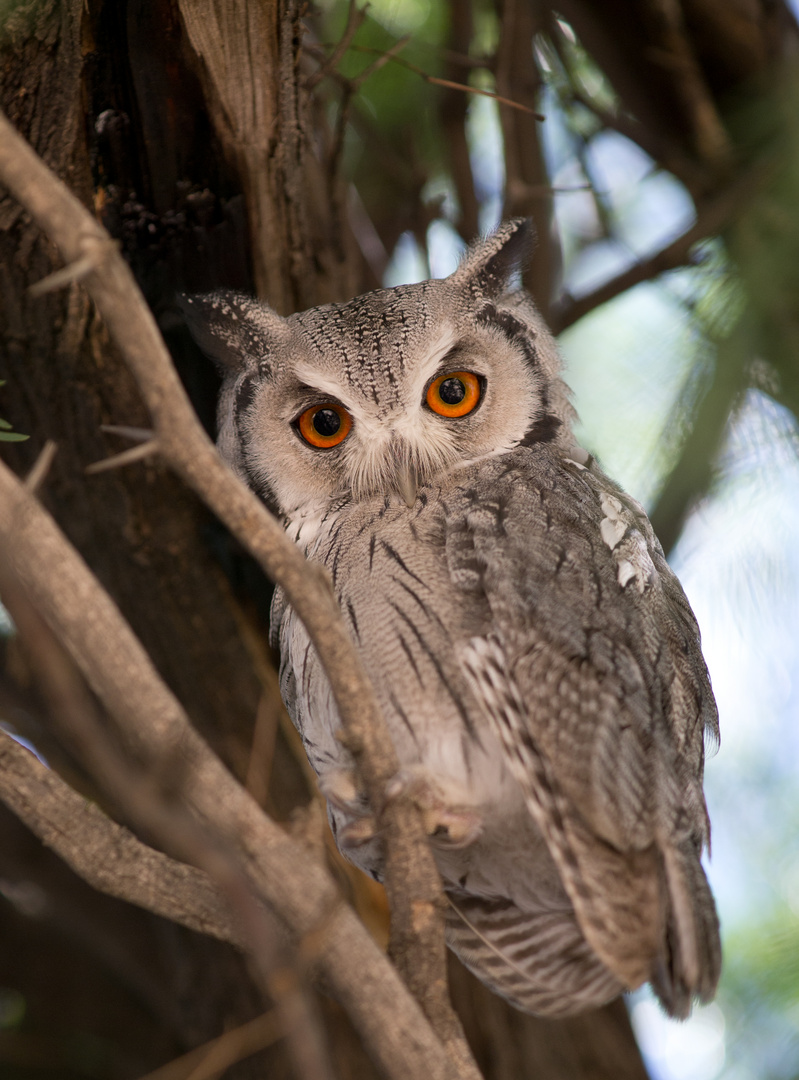 Southern White-Faced Scops-Owl (Ptilopsis granti)