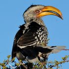 Southern yellow-billed hornbill