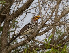 Southern yellow billed Hornbill