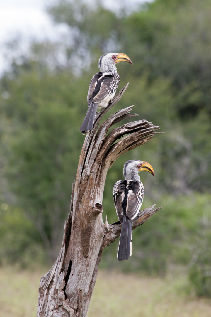 Southern Yellow Billed Hornbill