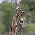 Southern Yellow Billed Hornbill