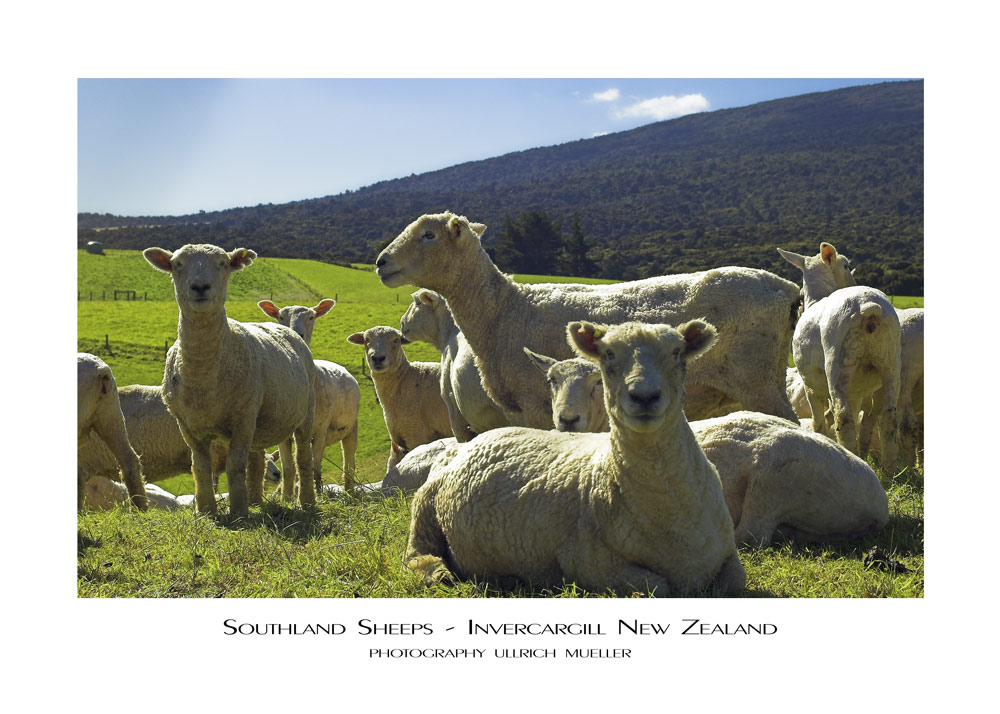 Southland Sheeps Invercargill NZ