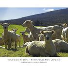 Southland Sheeps Invercargill NZ