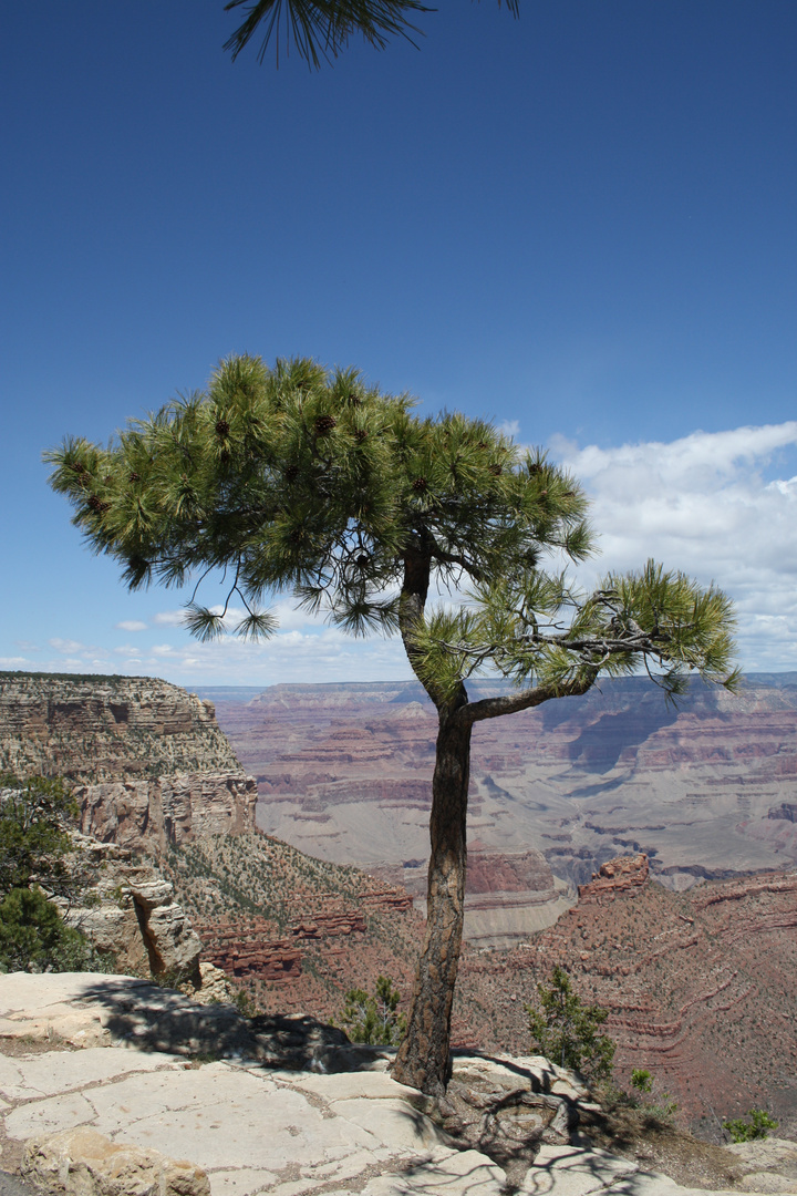 SouthRim View