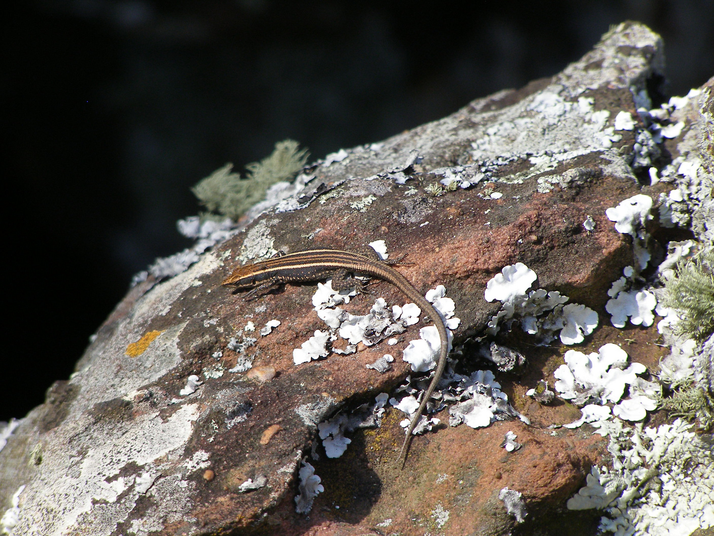 Soutpansberg Felseneidechse (Australolacerta rupicola)
