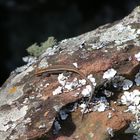 Soutpansberg Felseneidechse (Australolacerta rupicola)