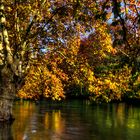 SOUVENIR D'AUTOMNE