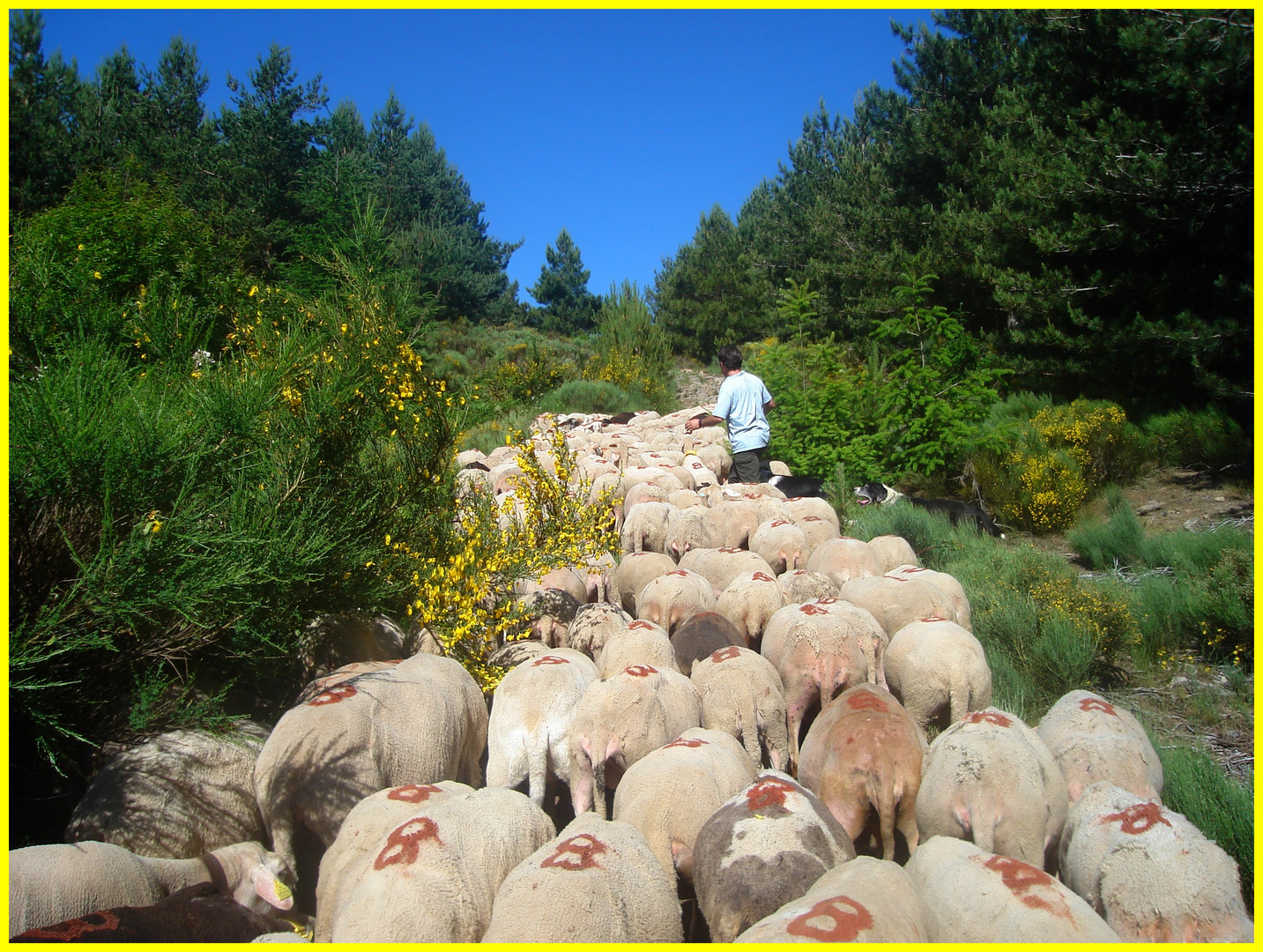 souvenir de la transhumance