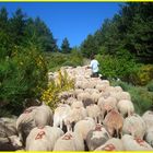 souvenir de la transhumance