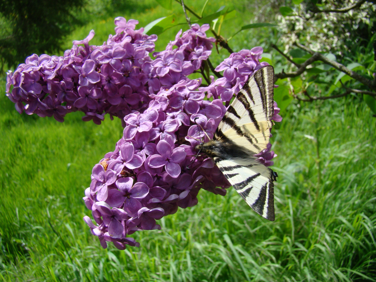 Souvenir du printemps