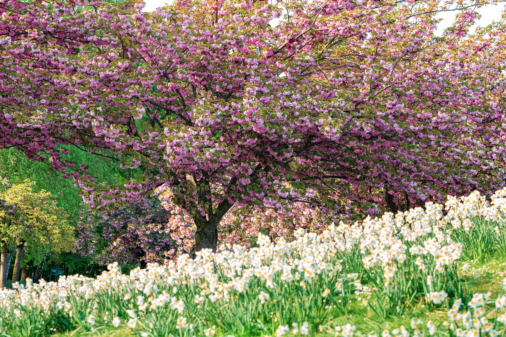 Souvenir d'un joli printemps 