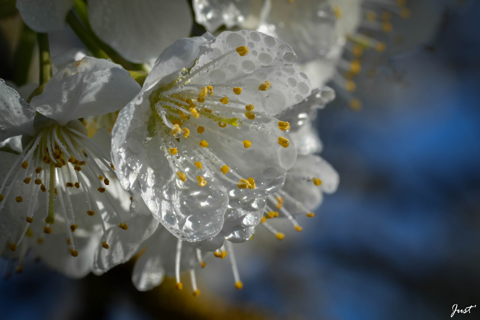 Souvenir d'un printemps