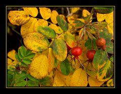 Souvenirs d'automne