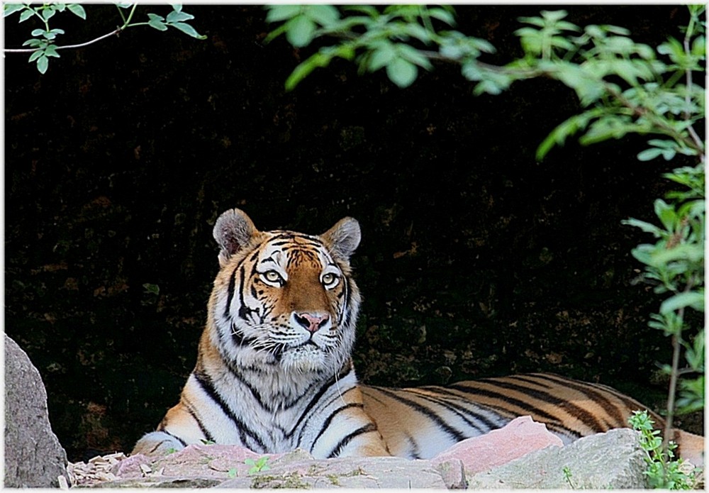 Souveräner Herrscher - Amur Tiger