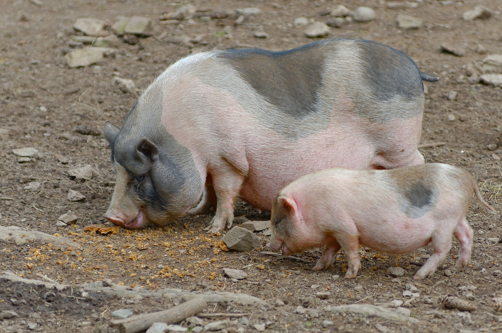 Soviel Schwein