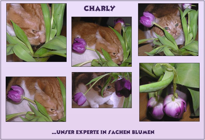 Soviel zum Thema Blumen und Kater...