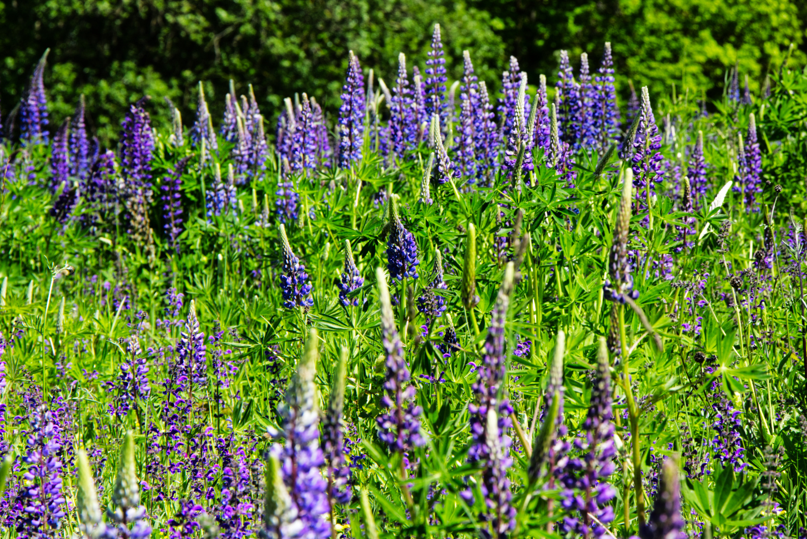 Soweit das Auge reicht... Lupinen